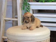 Kaninchen_Dachshund0895