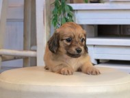 Kaninchen_Dachshund0899