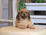Kaninchen_Dachshund0902