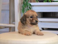 Kaninchen_Dachshund0906 Kaninchen_Dachshund0906
