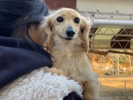 Kaninchen_Dachshund09