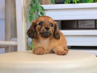 Kaninchen_Dachshund0917