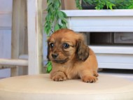 Kaninchen_Dachshund0921