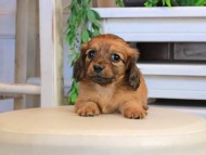 Kaninchen_Dachshund0922
