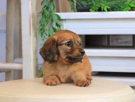 Kaninchen_Dachshund0924