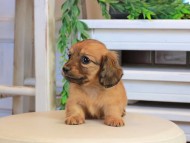 Kaninchen_Dachshund0932