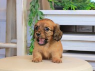 Kaninchen_Dachshund0934