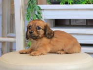 Kaninchen_Dachshund0947