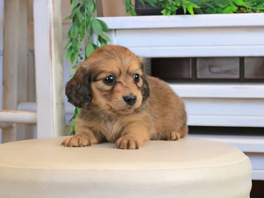 カニンヘンダックスフンド U2&スカッシュの子犬 イエロー（クリーム） 女の子