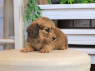 Kaninchen_Dachshund0966