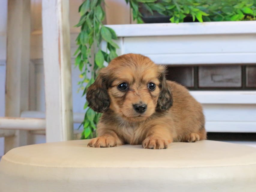 カニンヘンダックスフンド U2&スカッシュの子犬 イエロー（クリーム） 女の子