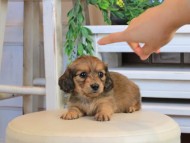 Kaninchen_Dachshund0976 Kaninchen_Dachshund0976