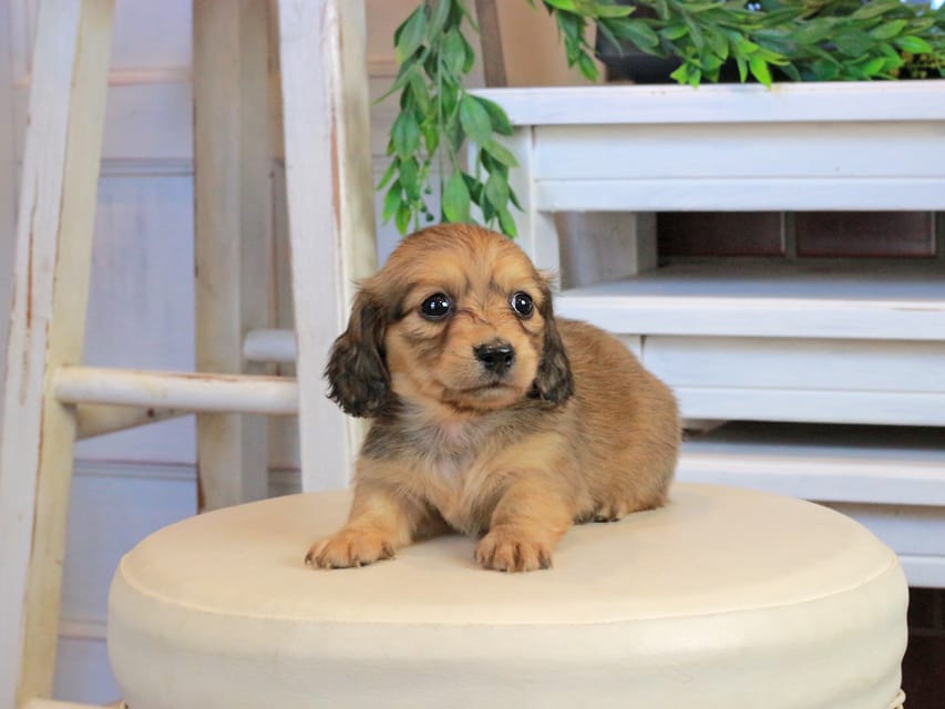 カニンヘンダックスフンド U2&スカッシュの子犬 イエロー（クリーム） 女の子