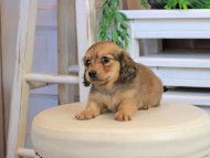 Kaninchen_Dachshund0998 Kaninchen_Dachshund0998