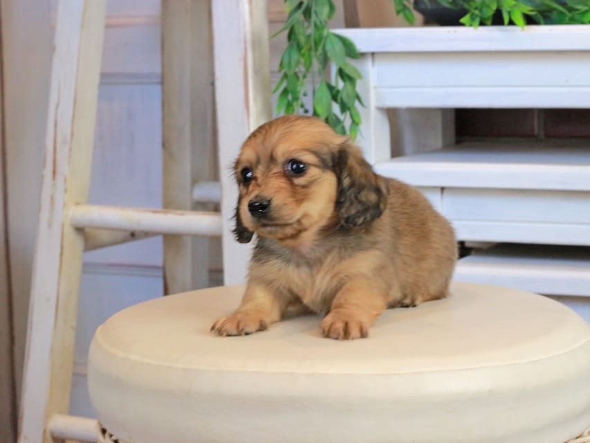 カニンヘンダックスフンド U2&スカッシュの子犬 イエロー（クリーム） 女の子