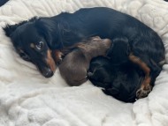 アンリブレ & リバティー 12月29日子犬の出産 カニンヘン ダックスフンド