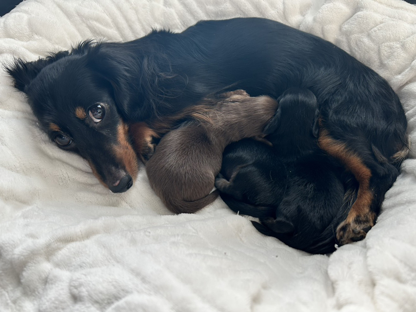 カニンヘンダックスフンド アンリブレ & リバティー 12月29日子犬の出産Kaninchen_Dachshund0_0 カニンヘンダックスフンド アンリブレ & リバティー 12月29日子犬の出産)