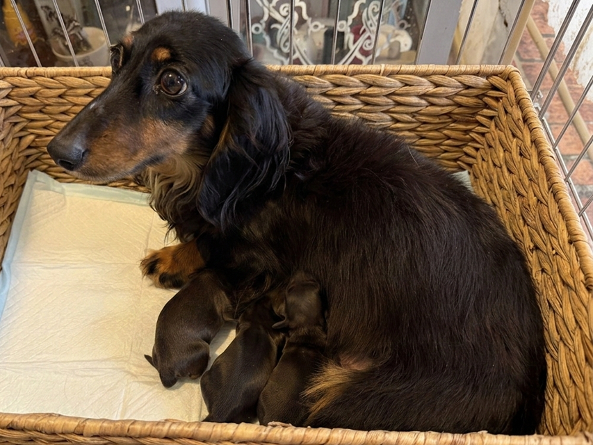 カニンヘン ダックスフンド スィーティ & グローリー 3月2日 子犬の出産