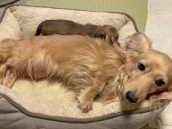 Kaninchen_Dachshund10 Kaninchen_Dachshund10