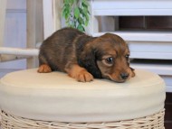 Kaninchen_Dachshund1002