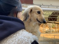 Kaninchen_Dachshund10