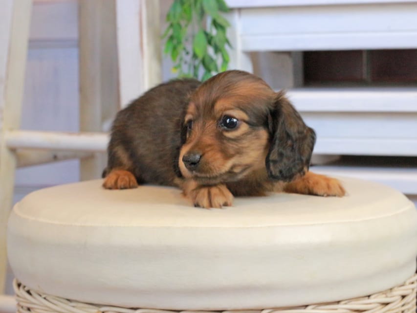 カニンヘンダックスフンド メーテル&グローリーの子犬 レッド 男の子