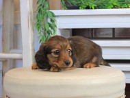 Kaninchen_Dachshund1020