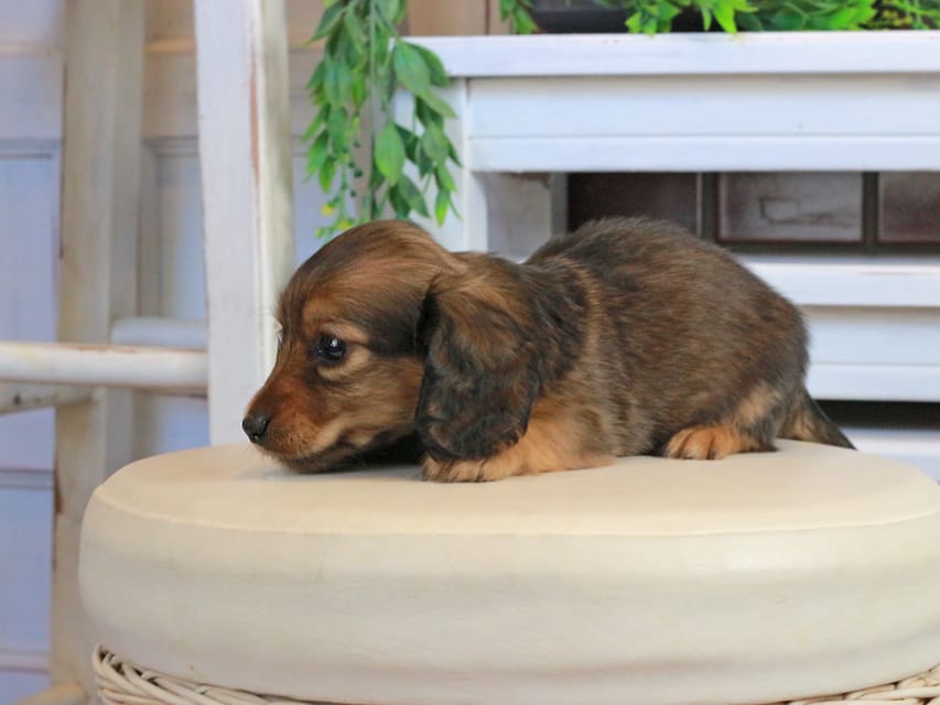 カニンヘンダックスフンド メーテル&グローリーの子犬 レッド 男の子