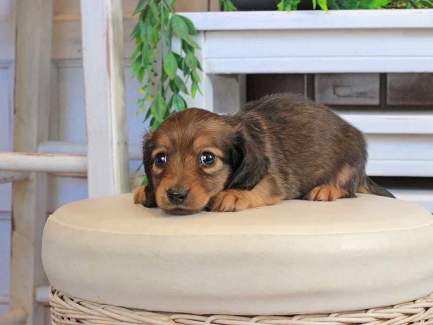 カニンヘンダックスフンド メーテル&グローリーの子犬 レッド 男の子