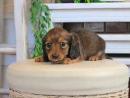 Kaninchen_Dachshund1031 Kaninchen_Dachshund1031