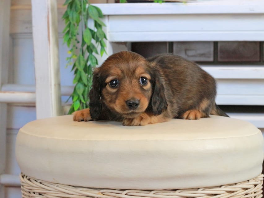 カニンヘンダックスフンド メーテル&グローリーの子犬 レッド 男の子