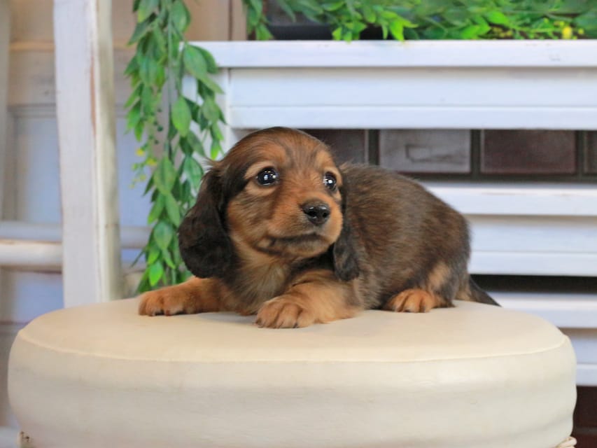 カニンヘンダックスフンド メーテル&グローリーの子犬 レッド 男の子