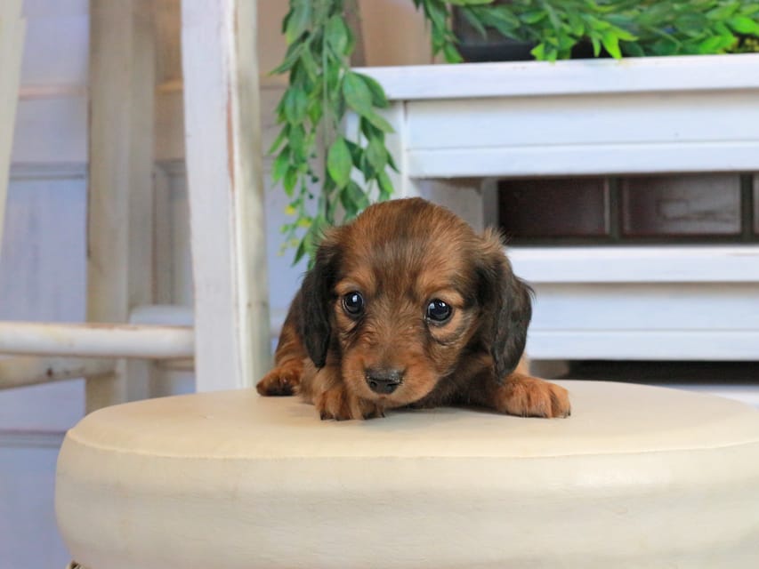 カニンヘンダックスフンド メーテル&グローリーの子犬 レッド 女の子