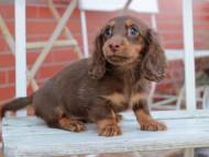 Kaninchen_Dachshund105