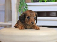 Kaninchen_Dachshund1057 Kaninchen_Dachshund1057