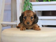 Kaninchen_Dachshund1062