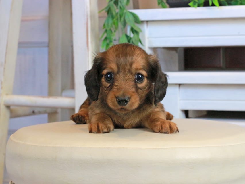 カニンヘンダックスフンド メーテル&グローリーの子犬 レッド 女の子