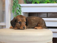 Kaninchen_Dachshund1068