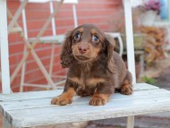 Kaninchen_Dachshund107