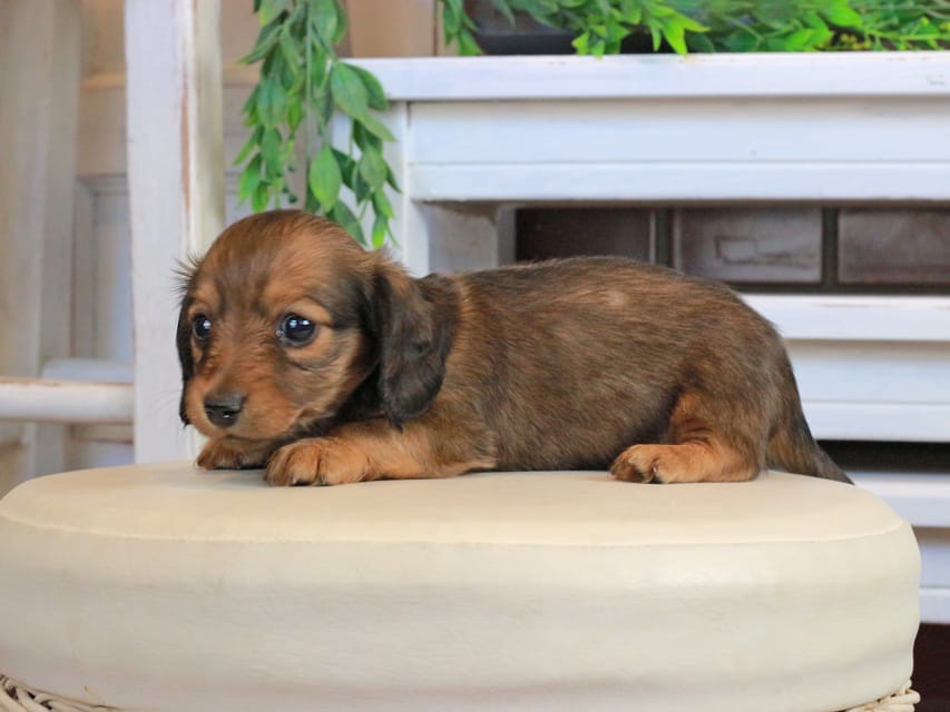 カニンヘンダックスフンド メーテル&グローリーの子犬 レッド 女の子