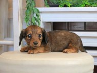 Kaninchen_Dachshund1071