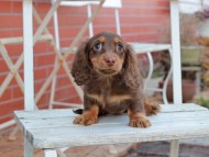 Kaninchen_Dachshund108