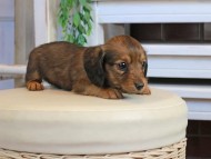 Kaninchen_Dachshund1080