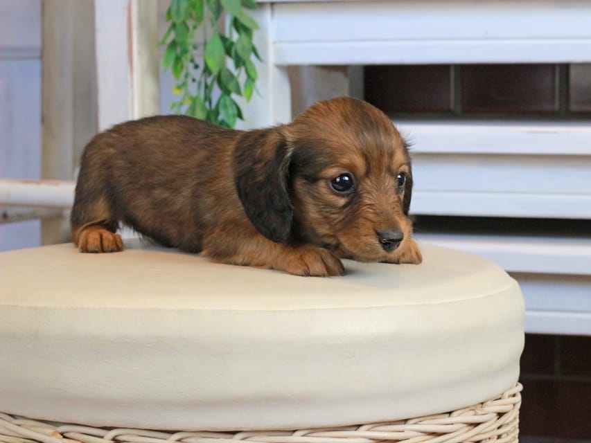 カニンヘンダックスフンド メーテル&グローリーの子犬 レッド 女の子