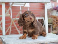 Kaninchen_Dachshund109
