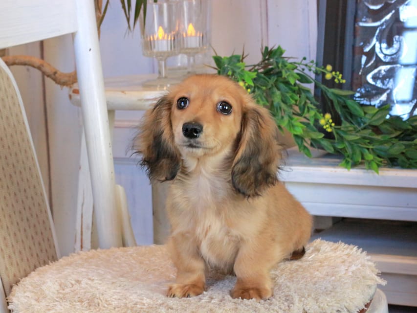 カニンヘンダックスフンド バンビ&ロックスの子犬 レッド 女の子Kaninchen_Dachshund1107 カニンヘンダックスフンド バンビ&ロックスの子犬 レッド 女の子