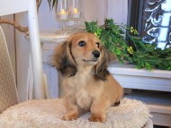 Kaninchen_Dachshund1108