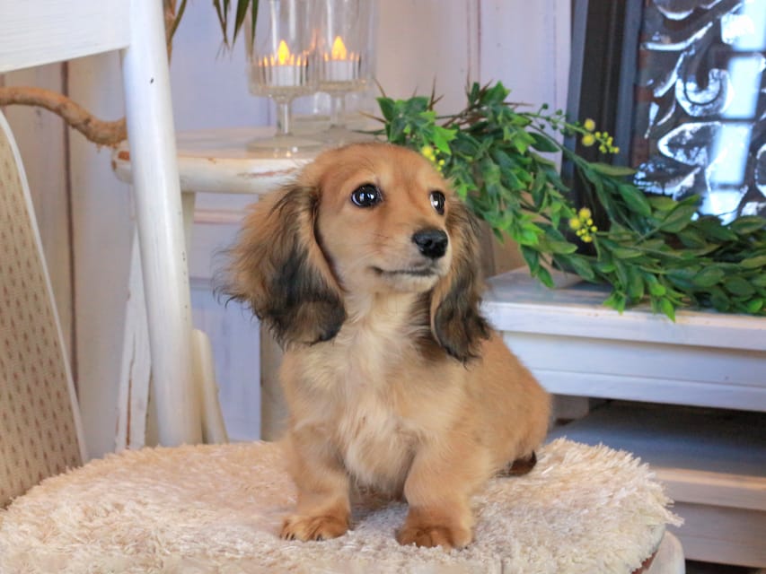 カニンヘンダックスフンド バンビ&ロックスの子犬 レッド 女の子Kaninchen_Dachshund1108 カニンヘンダックスフンド バンビ&ロックスの子犬 レッド 女の子