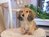 Kaninchen_Dachshund1113 Kaninchen_Dachshund1113
