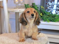 Kaninchen_Dachshund1119 Kaninchen_Dachshund1119